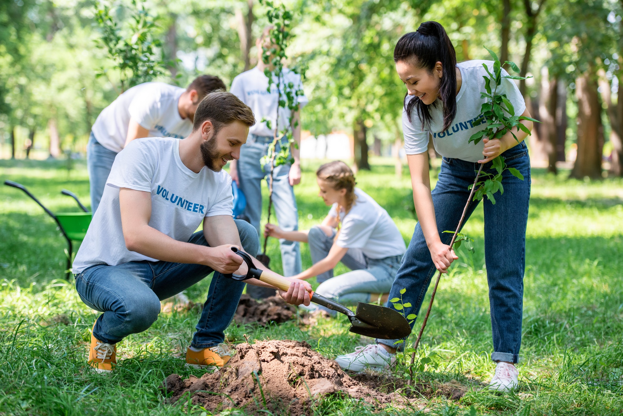 Volunteers planting trees together in a park